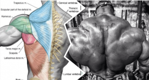 3 Exercises To Build A Wide Back