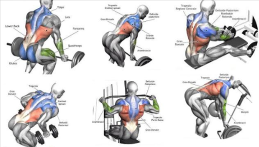 Building Back Muscles – 3 Mass Building Back Exercises