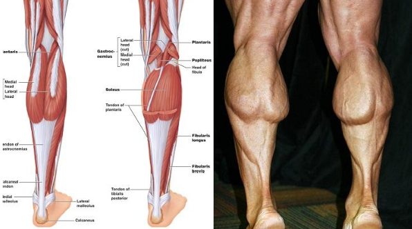 Three Common Mistakes That Keep You From Getting Bigger Calves