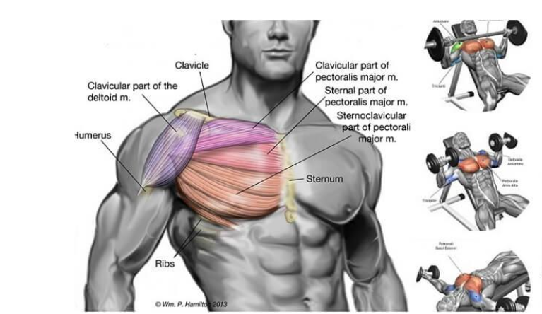 How to Get a Ripped Chest – 3 Shirt Ripping Chest Exercises