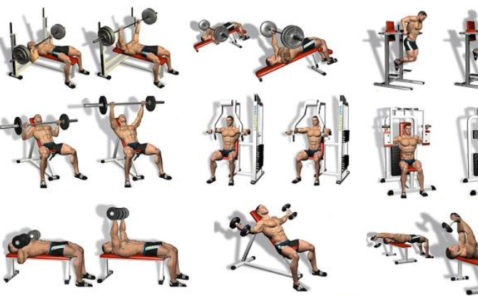 The Best Upper Body Muscle Building Exercises